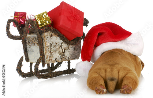 Photo: christmas puppy christmas puppy