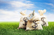 Bags full of money on grass