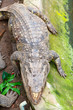 crocodile on earth
