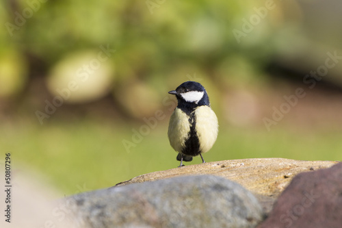 Photo: Kohlmeise (Parus major) Kohlmeise (Parus major)