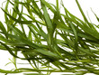 Tarragon twigs background