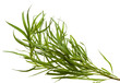 Tarragon bunch