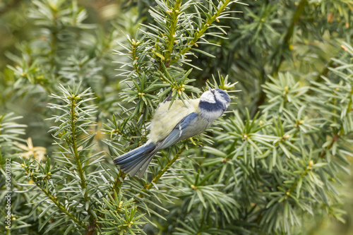 Photo: Blaumeise (Cyanistes caeruleus) Blaumeise (Cyanistes caeruleus)