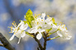 Branch of a blossoming tree with beautiful white flowers