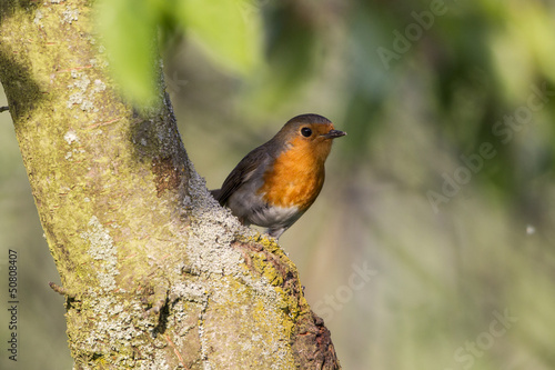 Photo: Rotkehlchen (Erithacus rubecula) Rotkehlchen (Erithacus rubecula)