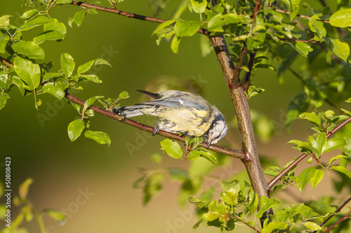 Photo: Blaumeise (Cyanistes caeruleus) Blaumeise (Cyanistes caeruleus)