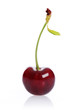 Foto: cherry cherry