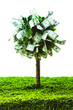 concept, money tree on grass isolated