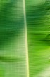 banana leaves