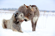 irish wolfhound dog and donkey