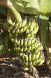 Banana plantation Cyprus