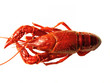 Closup of crawfish isolated