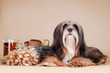 lhasa apso dog