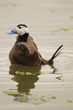 Malvasía Cabeciblanca ( Oxyura leucocephala)