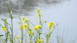 水辺に咲く菜の花