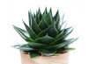 Foto: aloe vera aloe vera