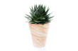 Foto: aloe vera aloe vera
