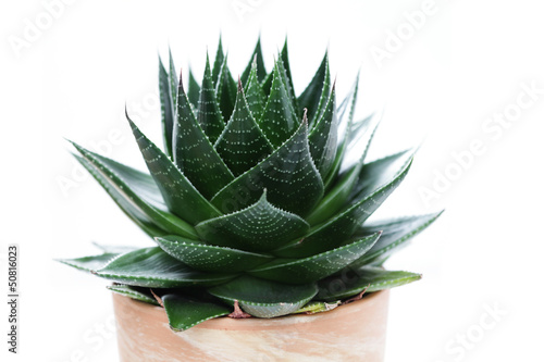 Photo: aloe vera aloe vera
