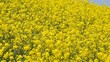 春風に揺れる菜の花の群れ