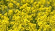 そよ風にたなびく菜の花