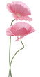 poppy