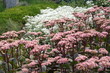 Sedum - Fetthenne