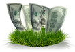 3D Dollars growing