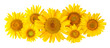 Flowers sunflower