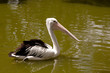 Photo: Australian Flamingo swimming Australian Flamingo swimming