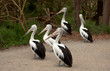 Group of Australia Pelicans