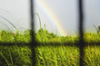 Rainbow and Grass