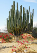cactus candélabre