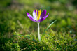 Crocus.