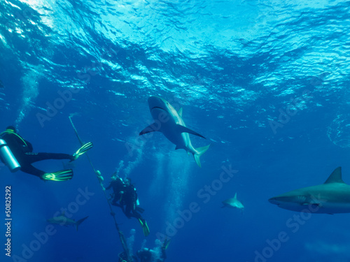 Photo: Caribbean reef shark (Carcharhinus perezi) and divers Caribbean reef shark (Carcharhinus perezi) and divers