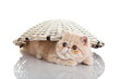 Exotic Shorthair Cat. Funny Pl...