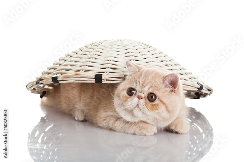Photo: Exotic shorthair cat. Funny playful cat Exotic shorthair cat. Funny playful cat