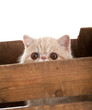 Exotic Shorthair Cat. Beautifu...
