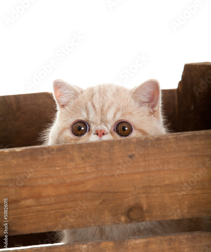 Photo: Exotic shorthair cat. beautiful cat in a box. Exotic shorthair cat. beautiful cat in a box.