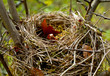 Abandoned nest