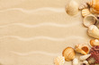 sea shells with sand as background sea shells with sand as background