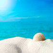 Shell on the beach