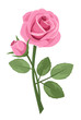 Pink rose with stem isolated on white. Vector illustration.