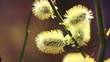 Willow buds, macro shot. 1080p.