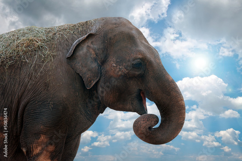 Photo: Elephant head Elephant head