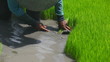 Farmer working on rice field in Bali Indonesia