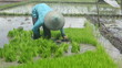 Man working on rice farm in Bali