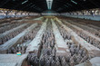 Photo: xian terracotta warriors and horses xian terracotta warriors and horses