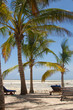 Foto: Palms in Watamu Bay, Kenya - Africa Palms in Watamu Bay, Kenya - Africa