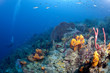 Dark Blue St Lucia