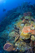 Caribbean Reef